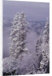 Snowy Trees by Anonymous