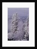 Snowy Trees by Anonymous