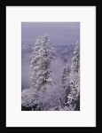 Snowy Trees by Anonymous