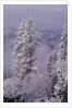 Snowy Trees by Anonymous