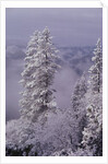 Snowy Trees by Anonymous