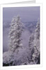 Snowy Trees by Anonymous