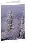 Snowy Trees by Anonymous
