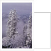 Snowy Trees by Anonymous