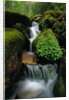 Cascading Stream in Great Smoky Mountains by Anonymous