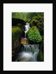 Cascading Stream in Great Smoky Mountains by Anonymous