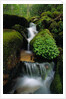 Cascading Stream in Great Smoky Mountains by Anonymous