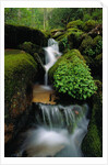 Cascading Stream in Great Smoky Mountains by Anonymous