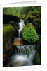 Cascading Stream in Great Smoky Mountains by Anonymous