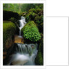 Cascading Stream in Great Smoky Mountains by Anonymous