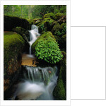 Cascading Stream in Great Smoky Mountains by Anonymous