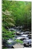 Stream in Lush Forest by Anonymous