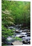 Stream in Lush Forest by Anonymous