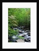 Stream in Lush Forest by Anonymous