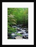 Stream in Lush Forest by Anonymous