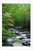 Stream in Lush Forest by Anonymous