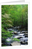 Stream in Lush Forest by Anonymous