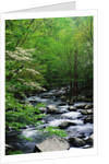 Stream in Lush Forest by Anonymous