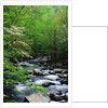 Stream in Lush Forest by Anonymous