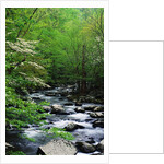 Stream in Lush Forest by Anonymous