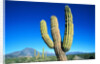 Cardon Cactus near Mountains by Anonymous