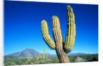 Cardon Cactus near Mountains by Anonymous