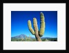Cardon Cactus near Mountains by Anonymous