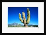 Cardon Cactus near Mountains by Anonymous
