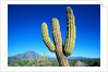 Cardon Cactus near Mountains by Anonymous
