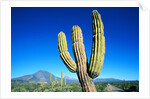 Cardon Cactus near Mountains by Anonymous