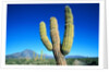 Cardon Cactus near Mountains by Anonymous