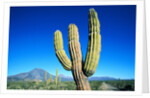 Cardon Cactus near Mountains by Anonymous