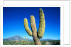 Cardon Cactus near Mountains by Anonymous