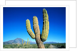 Cardon Cactus near Mountains by Anonymous