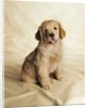 Golden Retriever Puppy by Anonymous