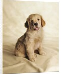 Golden Retriever Puppy by Anonymous