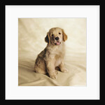 Golden Retriever Puppy by Anonymous