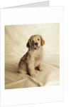Golden Retriever Puppy by Anonymous