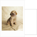 Golden Retriever Puppy by Anonymous