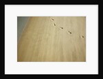 Aerial shot of footprints in wet sand by Anonymous