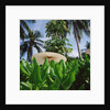 Tropical Plants and Traditional Parasols by Anonymous