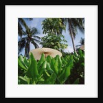 Tropical Plants and Traditional Parasols by Anonymous