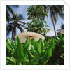 Tropical Plants and Traditional Parasols by Anonymous