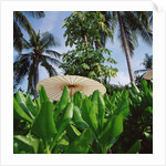 Tropical Plants and Traditional Parasols by Anonymous