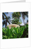 Tropical Plants and Traditional Parasols by Anonymous