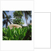 Tropical Plants and Traditional Parasols by Anonymous