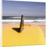 Lifeguard's Surfboard on Beach by Anonymous