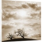 Trees and Cloudy Sky by Anonymous