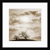Trees and Cloudy Sky by Anonymous