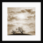Trees and Cloudy Sky by Anonymous